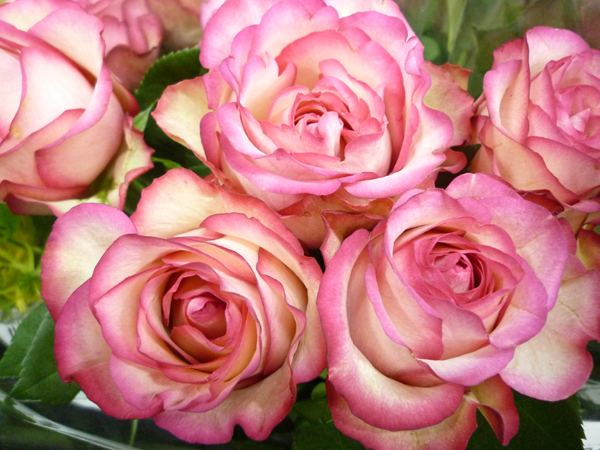 oց@1bg10{ ~sN P{350~I 