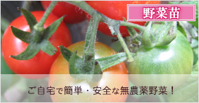 野菜苗特価